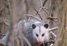 Possum peckers | Hatch Magazine