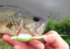 Warmwater Tips: Bass Go Ga-Ga for Gurglers