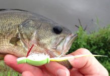 Warmwater Tips: Bass Go Ga-Ga for Gurglers