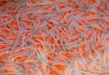 Kingfisher Interpretive Centre still finding ways to save salmon – Think Local