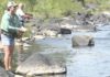 Fishing regulations on Big Hole, Beaverhead rivers to help dwindling brown trout