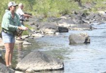 Fishing regulations on Big Hole, Beaverhead rivers to help dwindling brown trout