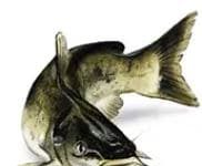 Weekly Fishing Report: Aug. 24, 2021