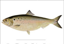 Podcast: Author John McPhee and His Favorite Fish