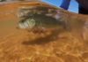 Classic Video: Desert Bass & Bull Bluegills