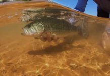 Classic Video: Desert Bass & Bull Bluegills