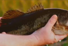 Video: Fishing “The Golden Hour” for Largemouth Bass