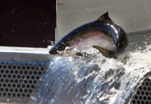 What to do if you catch an illegal fish in Maine