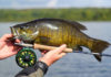 Video: Top 5 Streamers for Smallmouth Bass