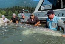 Former NHL star catches huge sturgeon claimed to be a world record