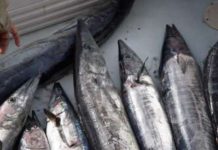 Tiger shark fishing not the done thing – The Royal Gazette