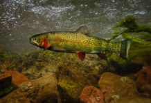 Angling in today’s climate: What you need to know when flows are low and temps are high