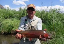 Plan would use poison to restore Yellowstone cutthroat trout in Bighorn Basin