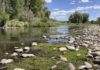 Prized trout streams shrink as heat, drought grip US West
