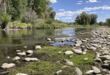 Prized trout streams shrink as heat, drought grip US West