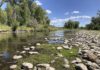 Prized Western trout streams shrink due to heat, drought