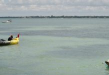 Area estuaries seeing seagrass losses