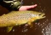 The Future of Trout Fishing Out West Is in Hot Water