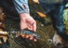 Fly fishing in ‘Trout Country’ |