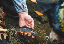 Fly fishing in ‘Trout Country’ |