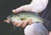 North Country Angling: Labor Day fishing best bets | Fishing