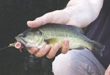 North Country Angling: Labor Day fishing best bets | Fishing