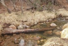 Five things to know when fishing small streams | Local News