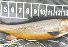 North Country Angling: Fall remote pond adventure | Fishing