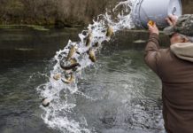 Trout War: The group wants to end the stock of hatchery trout on top of wild brook trout | Local News