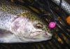 Drifting for trout, Soda Pop Gang rides again | Outdoors