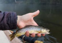 KEN PERROTTE: Michigan fly-fishing is a relaxing exercise | Local