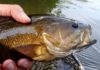 8 of the Best Smallmouth Bass Flies Fish Can’t Resist
