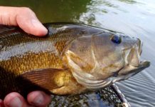 8 of the Best Smallmouth Bass Flies Fish Can’t Resist