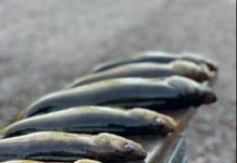 Trail Time | WTIP North Shore Community Radio, Cook County, Minnesota