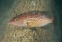 One of Florida’s new saltwater fishing records set in Pinellas County