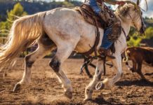 Uniquely American Adventures You’ll Want to Book Now