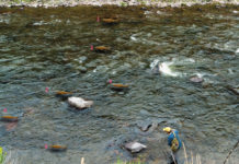 Tom Rosenbauer on Where to Find Trout in a River