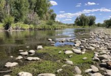 Prized trout streams shrink as heat, drought grip West