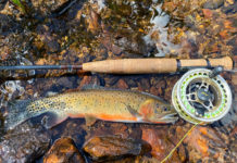 5 Tips For Completing The Western Native Trout Challenge