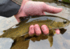 Story & Photos: Bull Trout, Conservation, and the Value of Discretion