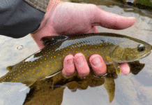 Story & Photos: Bull Trout, Conservation, and the Value of Discretion