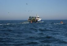 Climate: Greenpeace declares emergency as ‘supertrawlers’ blamed for depleting UK fish stocks putting ocean and livelihoods ‘at risk’ | Climate News