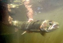 Fishing Report – Medford News, Weather, Sports, Breaking News