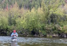 On the Fly: What makes a fly an old reliable?