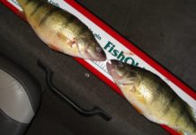 Central basin perch population is down, and you can’t blame walleye