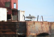 Great white shark finds a home at Edisto 60 reef off SC coast | Fishing