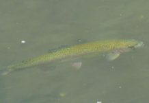 Washburn: Great fall fishing, color to be found in Northeast Iowa | Outdoors