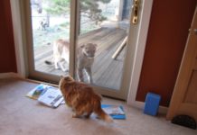 ‘It wasn’t a bobcat’: Man who claims he saw puma in Birmingham responds to Carole Baskin interview