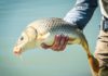 How Denver Anglers Got Hooked on Carp