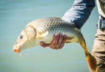 How Denver Anglers Got Hooked on Carp